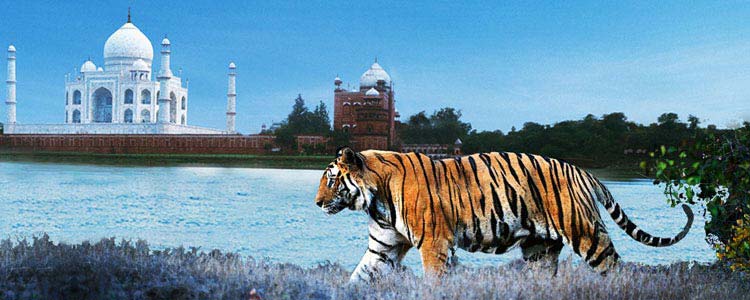 Wildlife of India And Taj trip